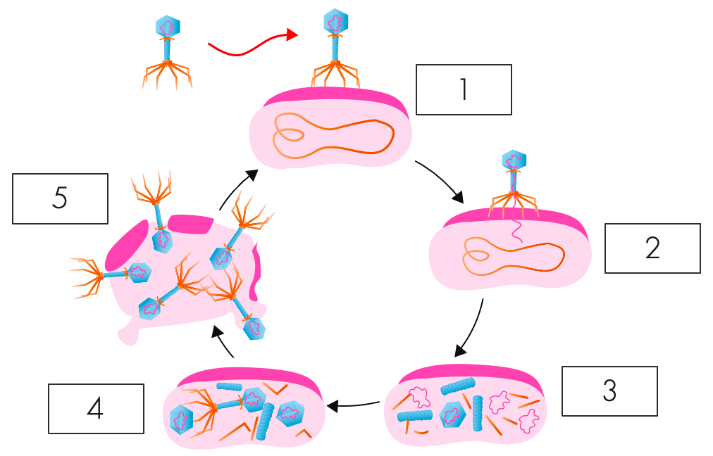 nhân lên của virus